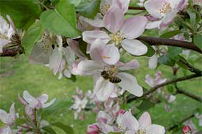Apfelblte in der Wachau.  LK N/ Bachinger
